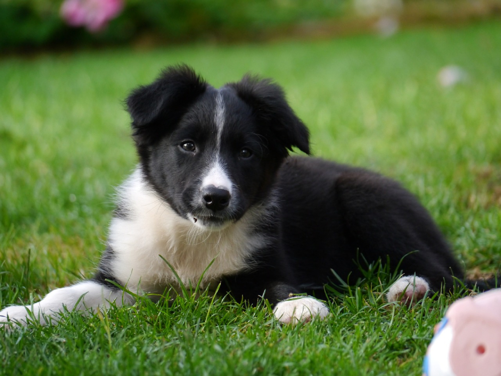 Border Collie puppy dog lying on grass looking at the camera