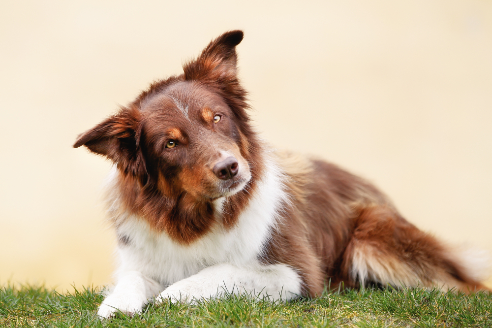 15 Biggest Dog Myths & Misconceptions (Vet-Approved)