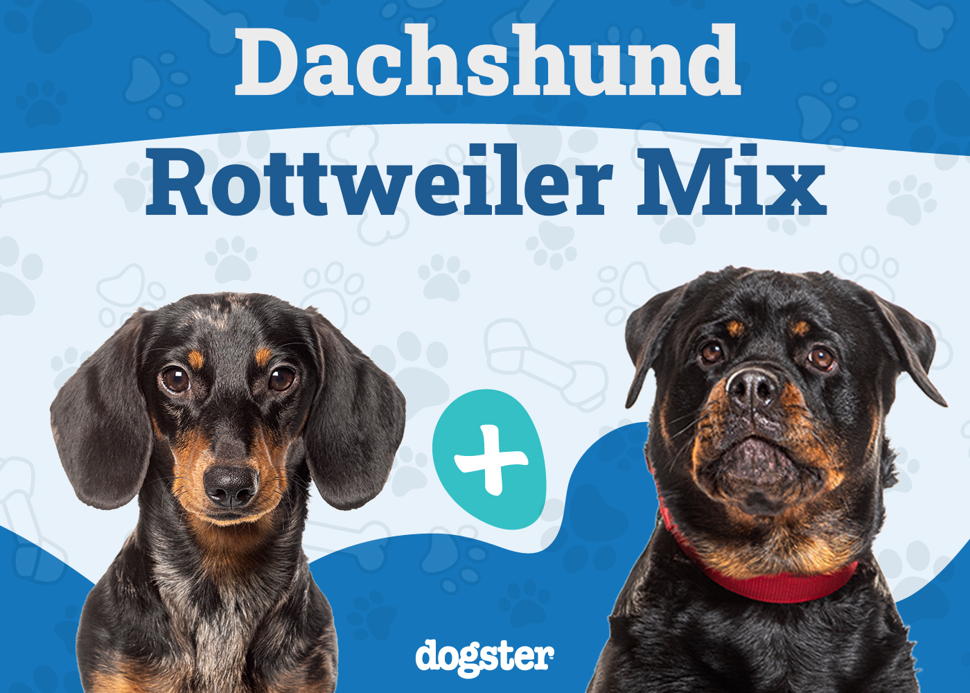 Dachshund Rottweiler Mix: Info, Pictures, Care Guide & More