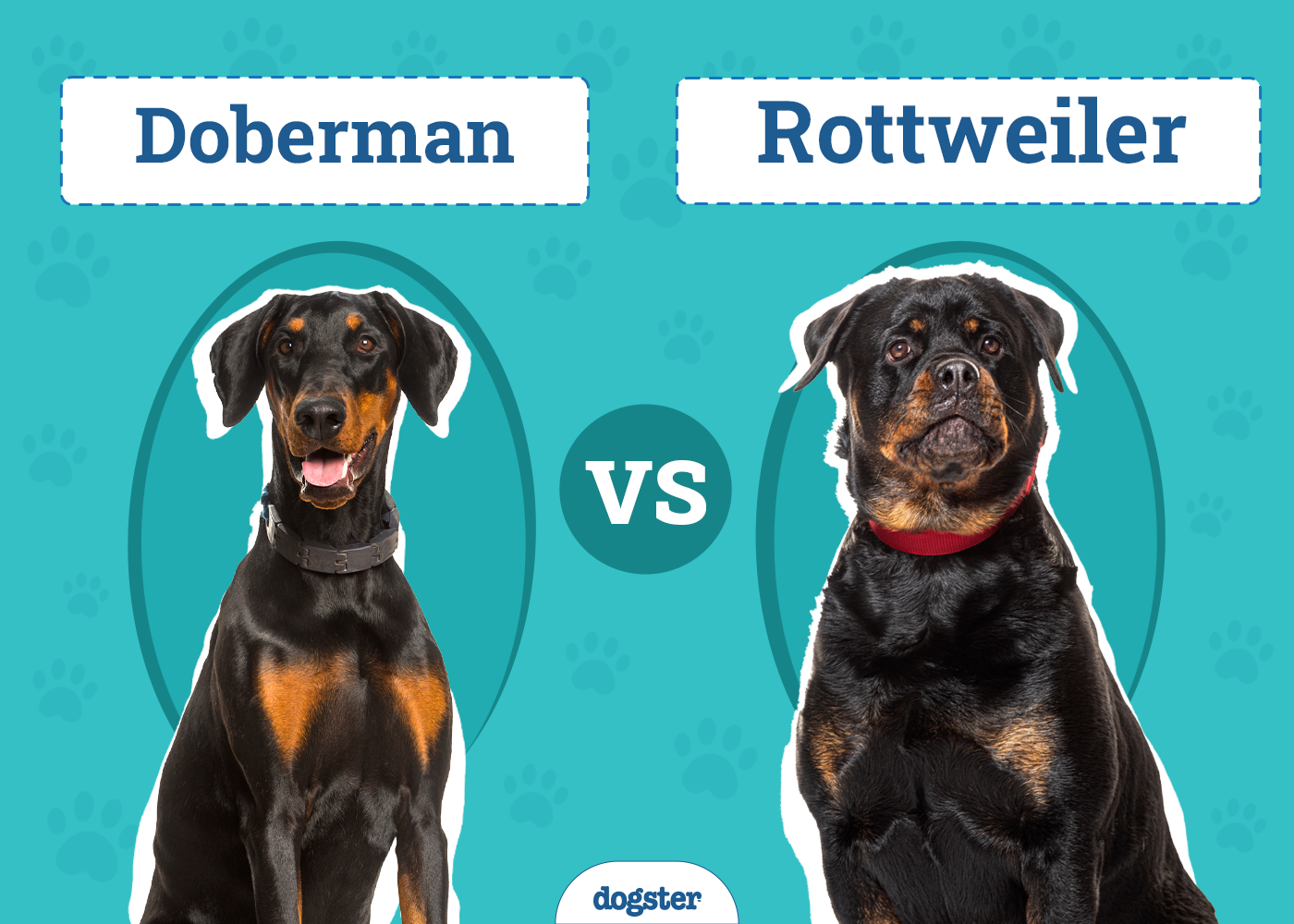 Doberman vs Rottweiler: The Key Differences (With Pictures)