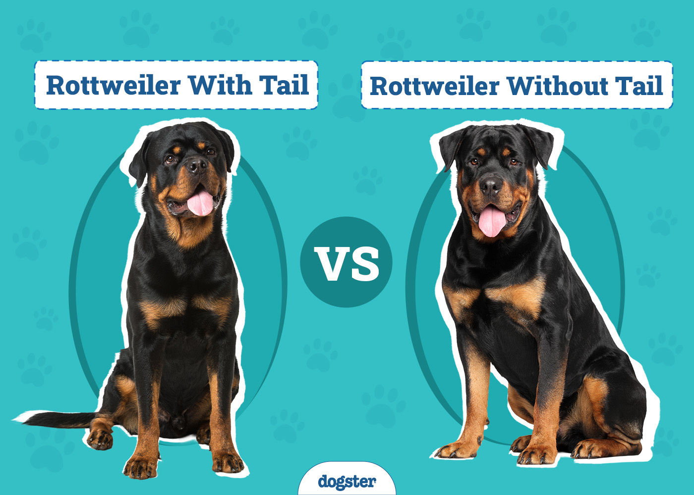 Rottweiler With Tail vs Without: Vet-Verified Facts & FAQ