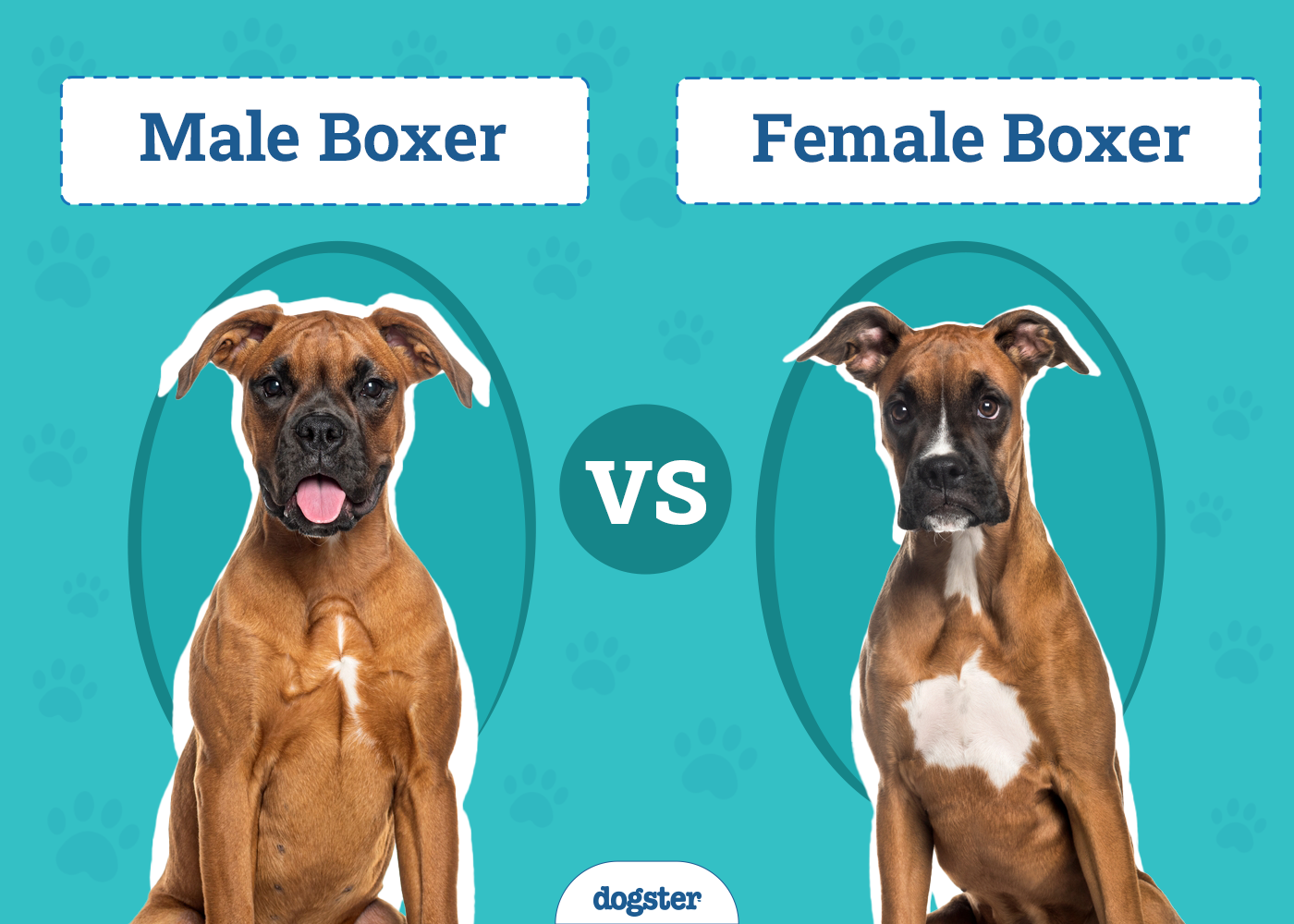 Male vs Female Boxer Dog: Notable Differences (With Info & Pictures)
