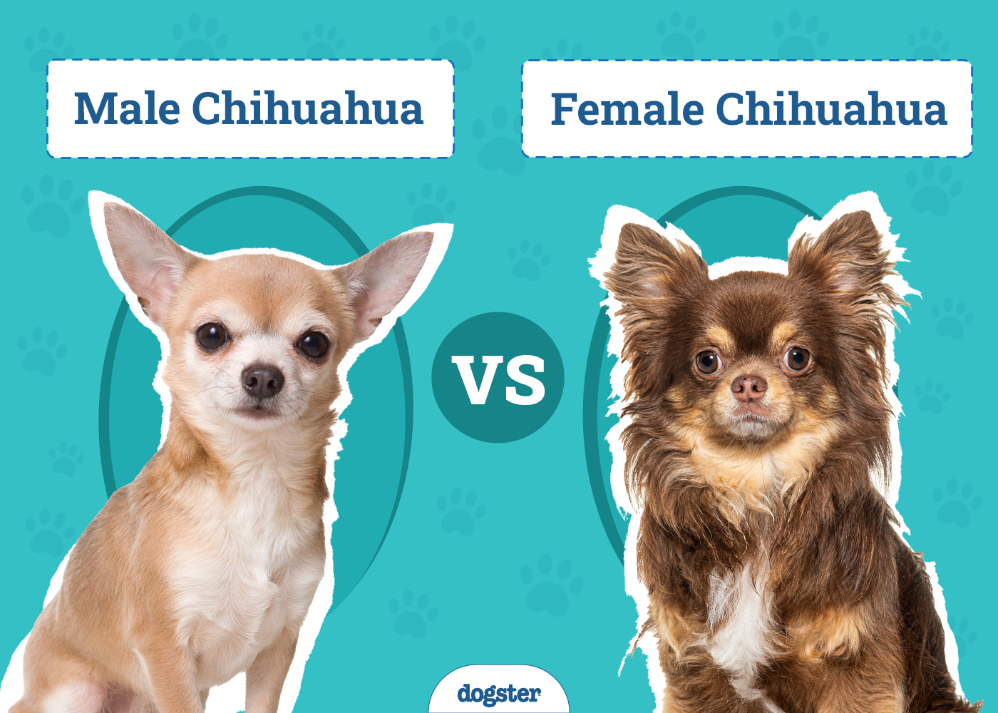 Male vs Female Chihuahuas: The Differences, With Pictures (Vet-Reviewed)