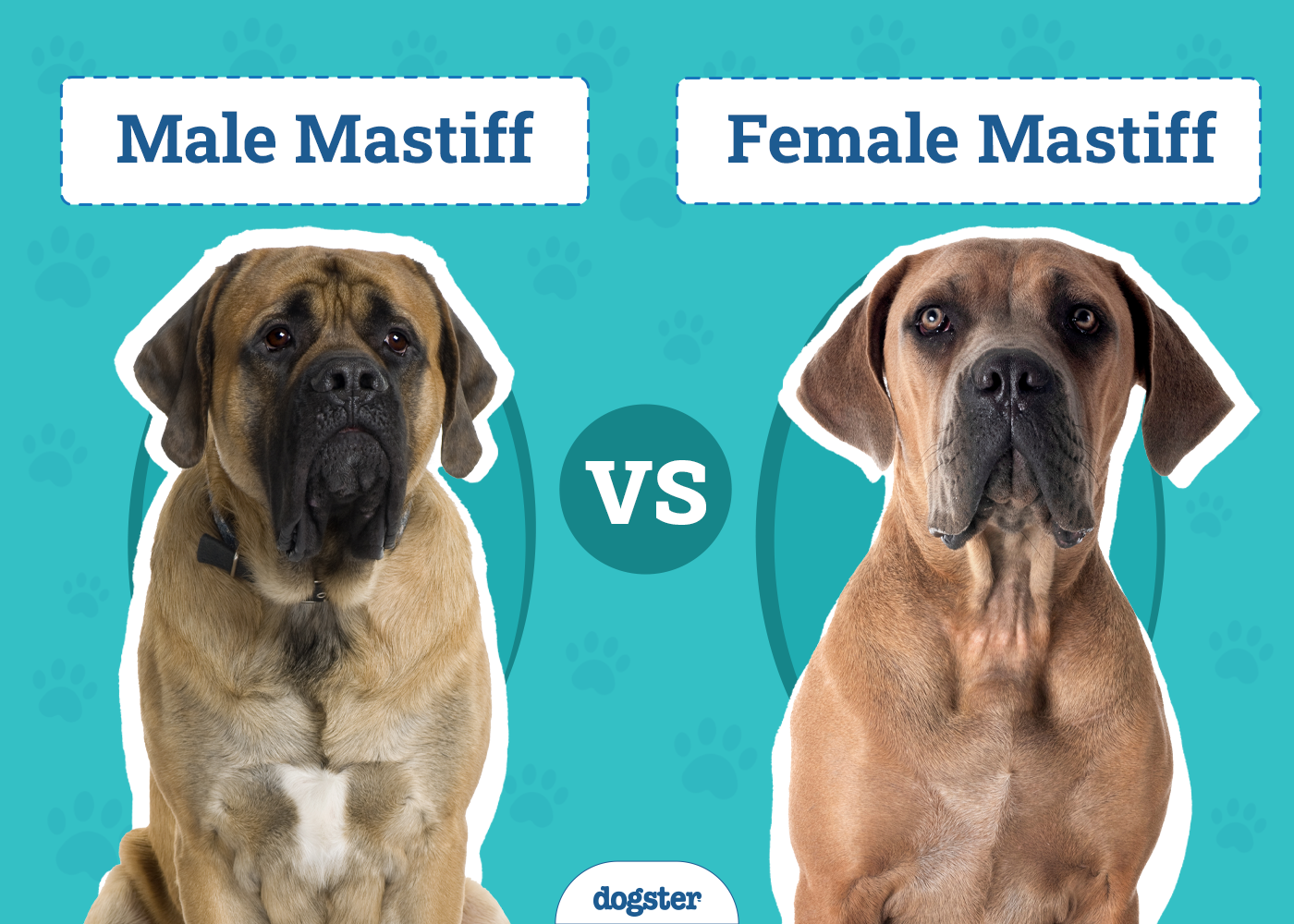 Male vs Female Mastiff: The Differences (With Pictures)