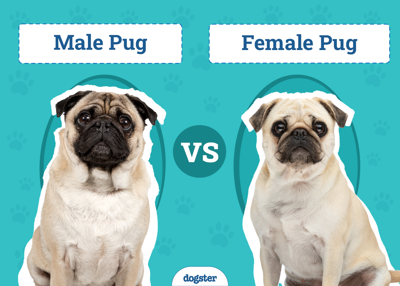 Male vs Female Pug: The Key Differences (With Pictures)