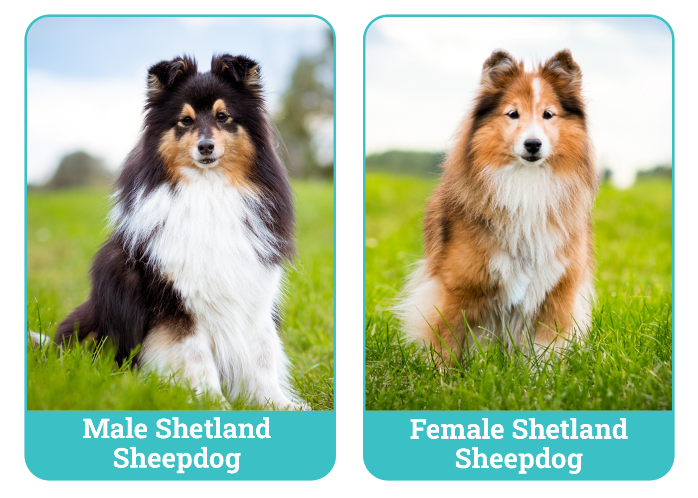 Male vs Female Shetland Sheepdogs