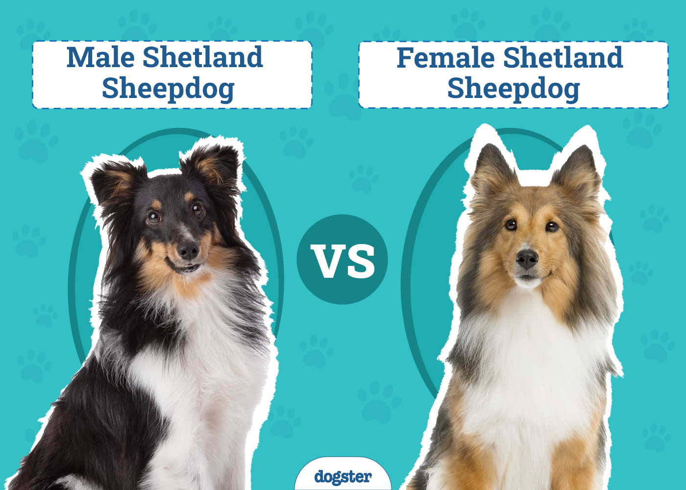 Male vs Female Shetland Sheepdogs (Shelties): The Differences & Pictures