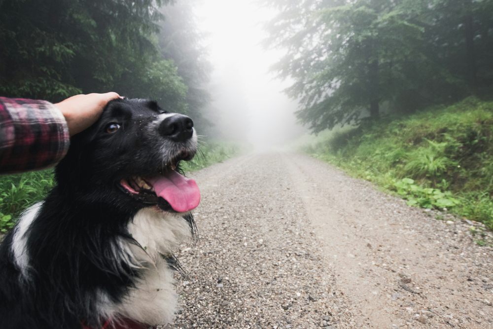 Man petting a black and white border collie dog