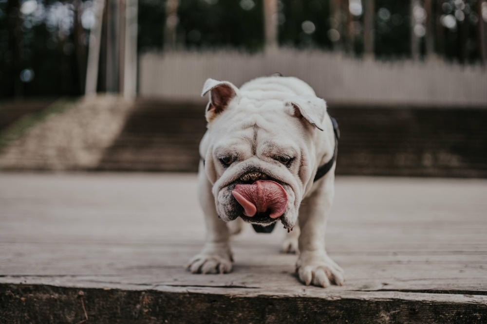 Nervous bulldog licking the air