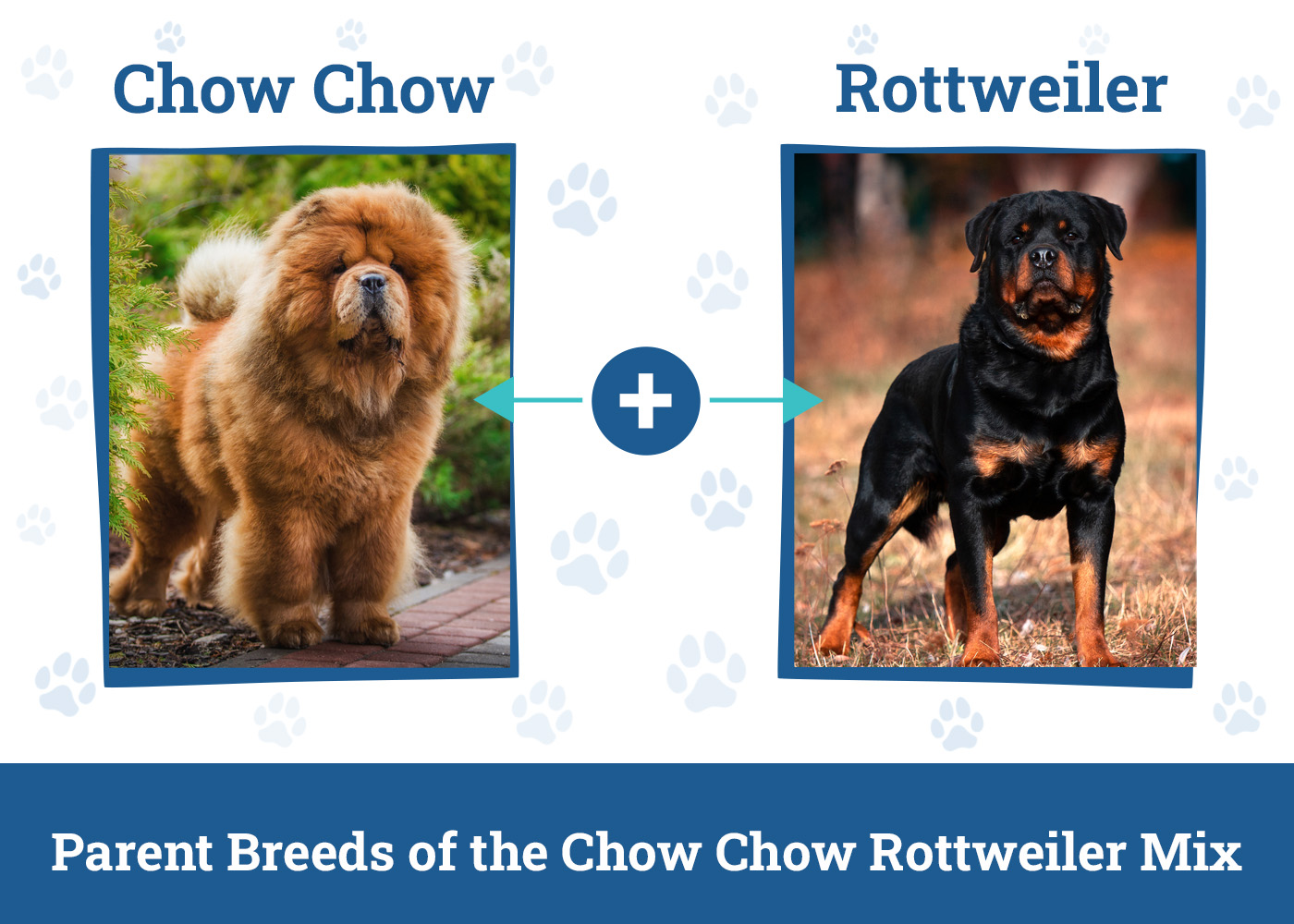 Parent Breeds of the Chow Chow Rottweiler Mix