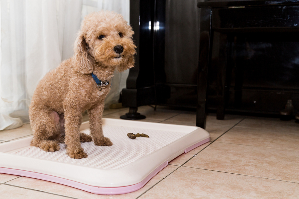 Dog Won’t Poop Outside? 8 Vet-Reviewed Reasons & What to Do