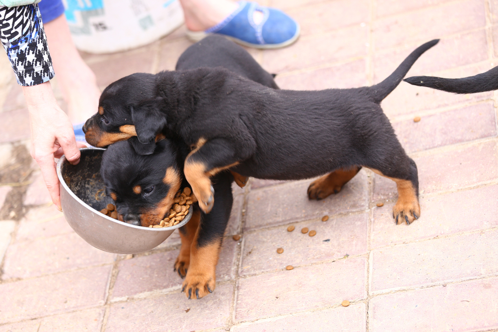 10 Best Dog Foods for Rottweilers in 2026 - Reviews & Top Picks