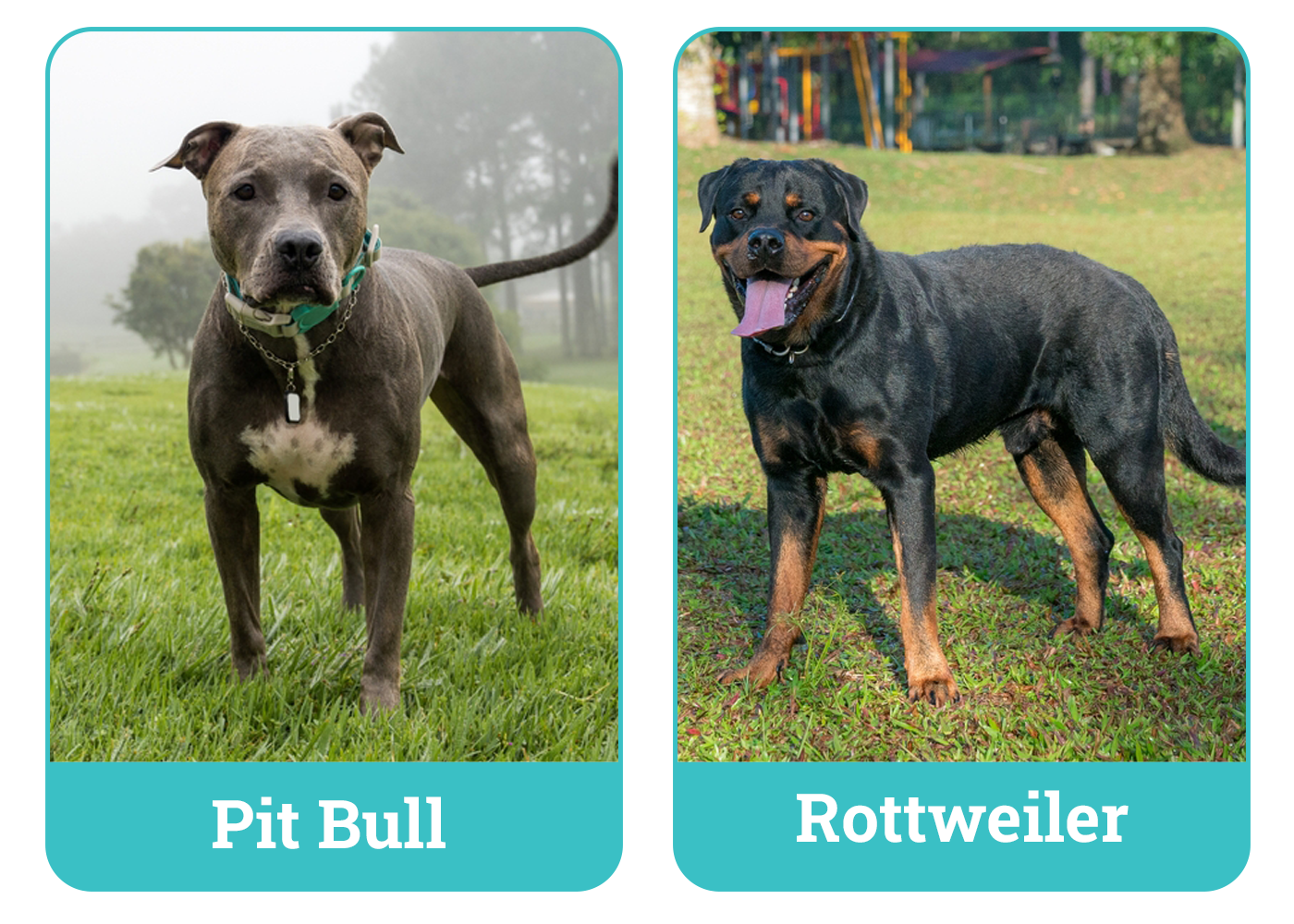 Rottweiler vs. Pit Bull