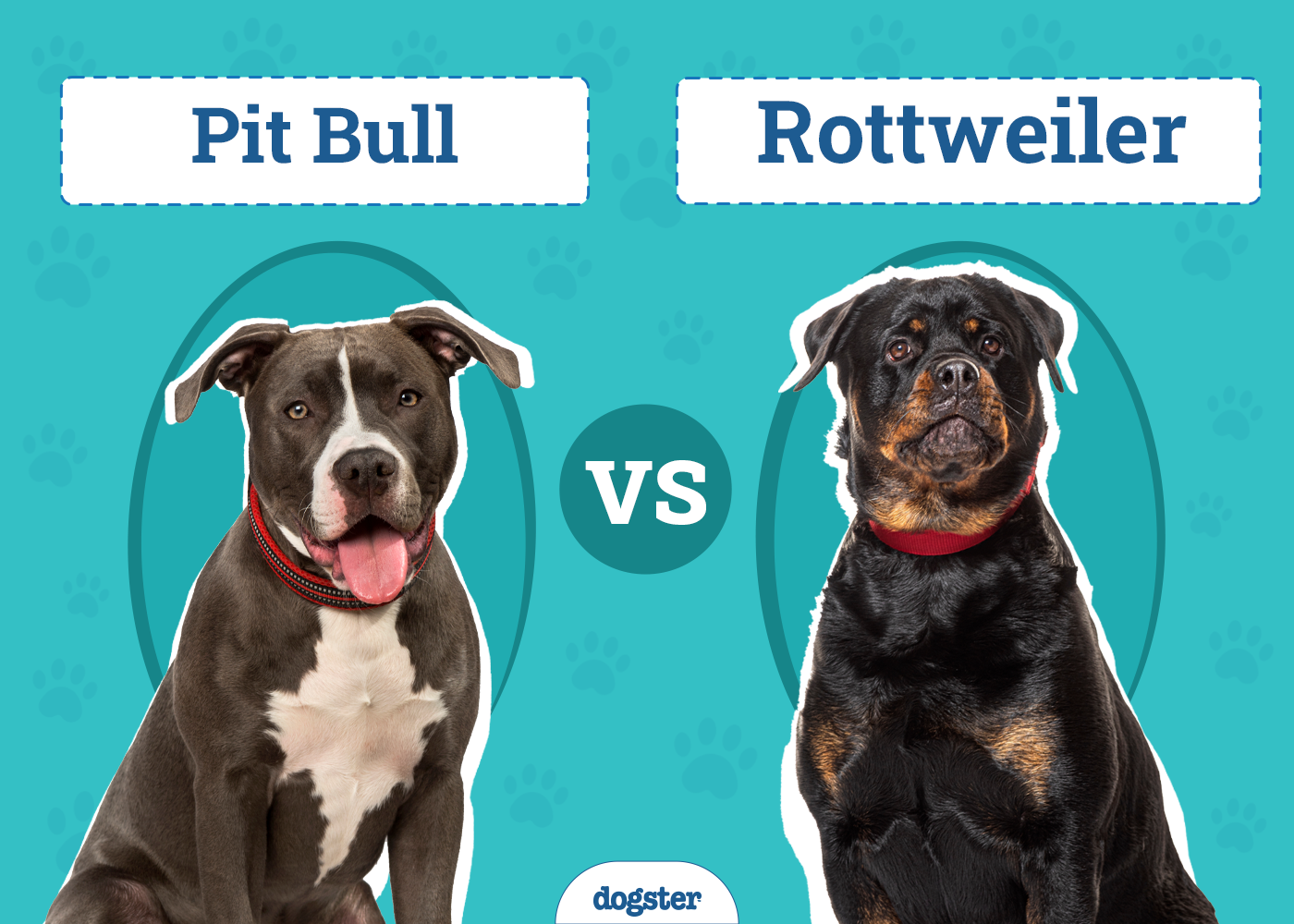 Rottweiler vs. Pit Bull: The Differences (With Pictures)