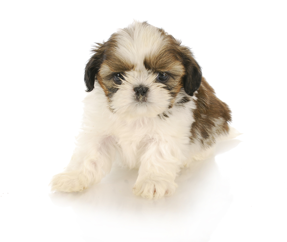 Shih tzu puppy