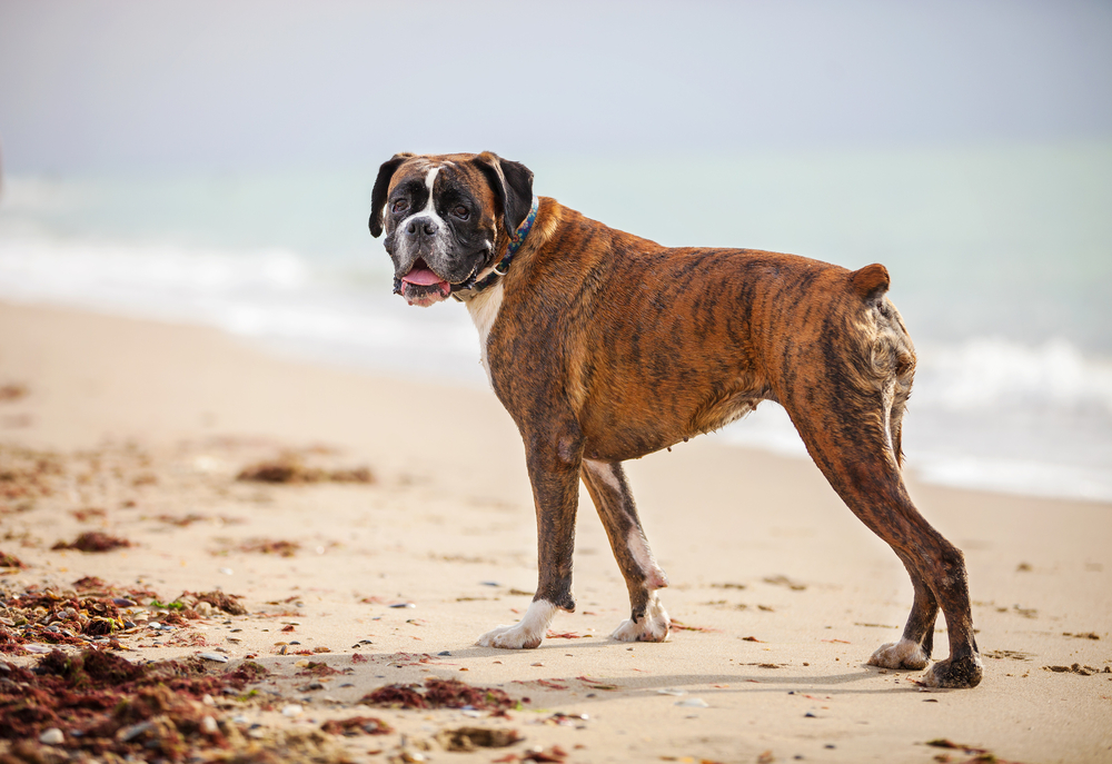 Are Boxers Good for First-Time Dog Owners? Read Before You Get One! (Vet-Reviewed)