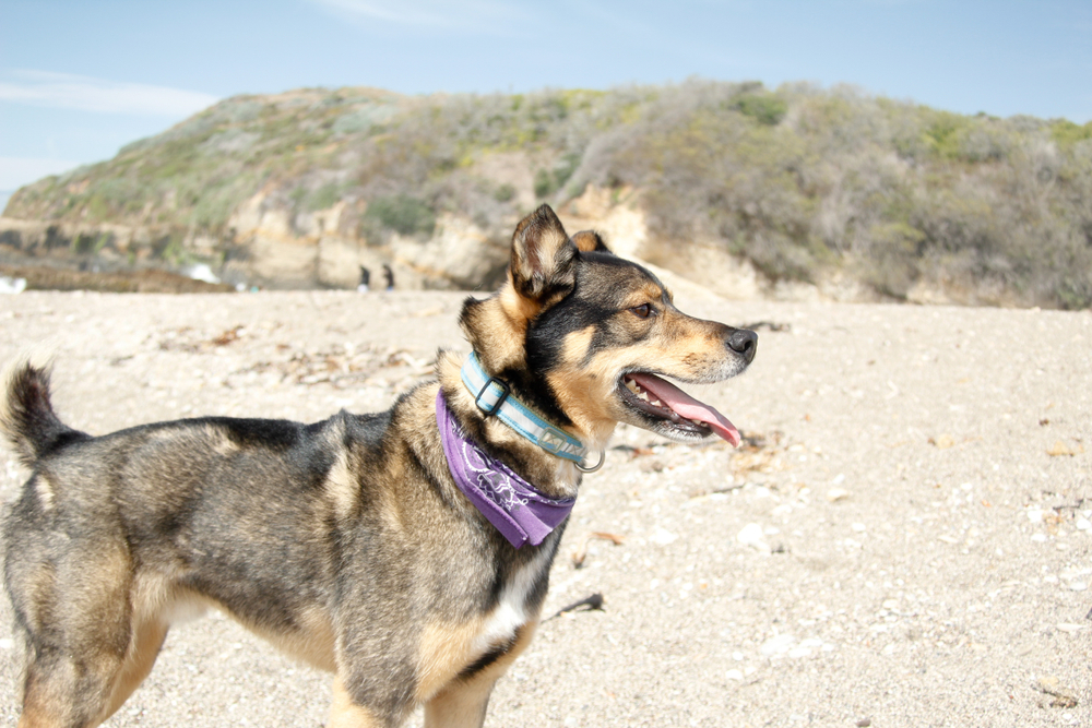 Rottsky (Rottweiler & Husky Mix) Breed: Info, Pictures, Temperament & Traits