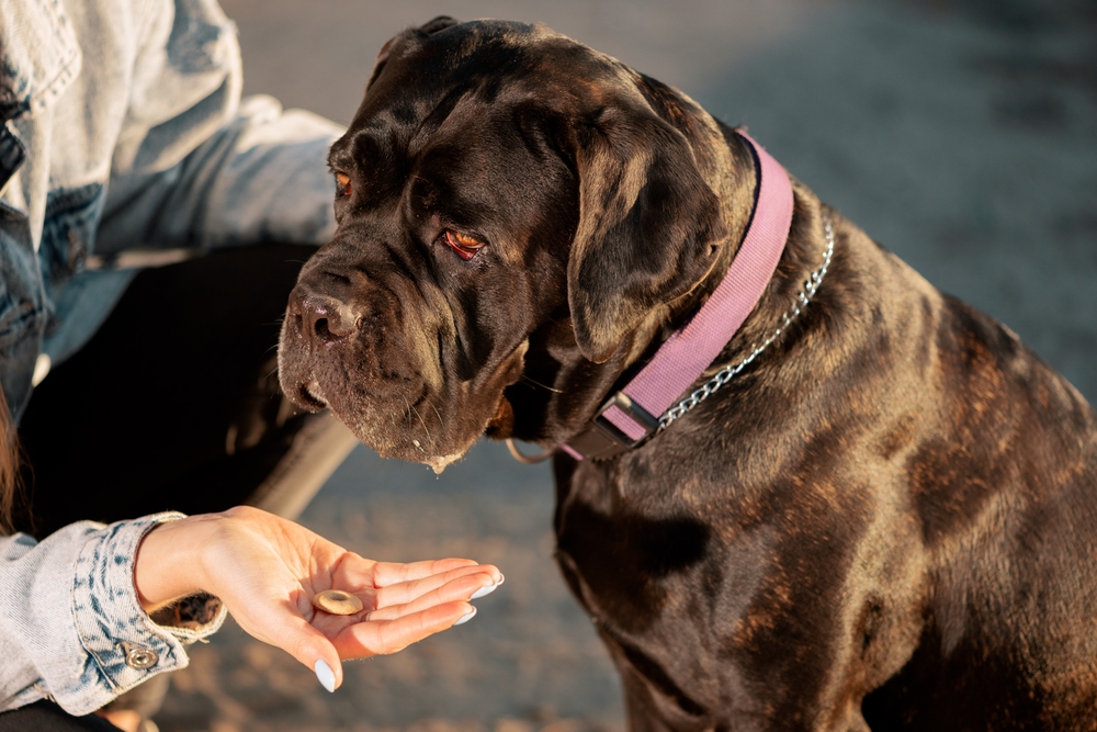 Is a Cane Corso Smarter Than Other Dogs? Intelligence & Vet-Reviewed Training Abilities