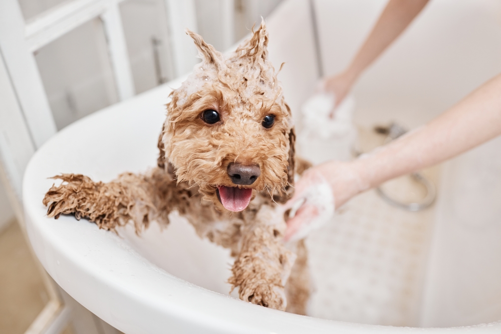 6 Quick Fixes When You're Out of Dog Shampoo