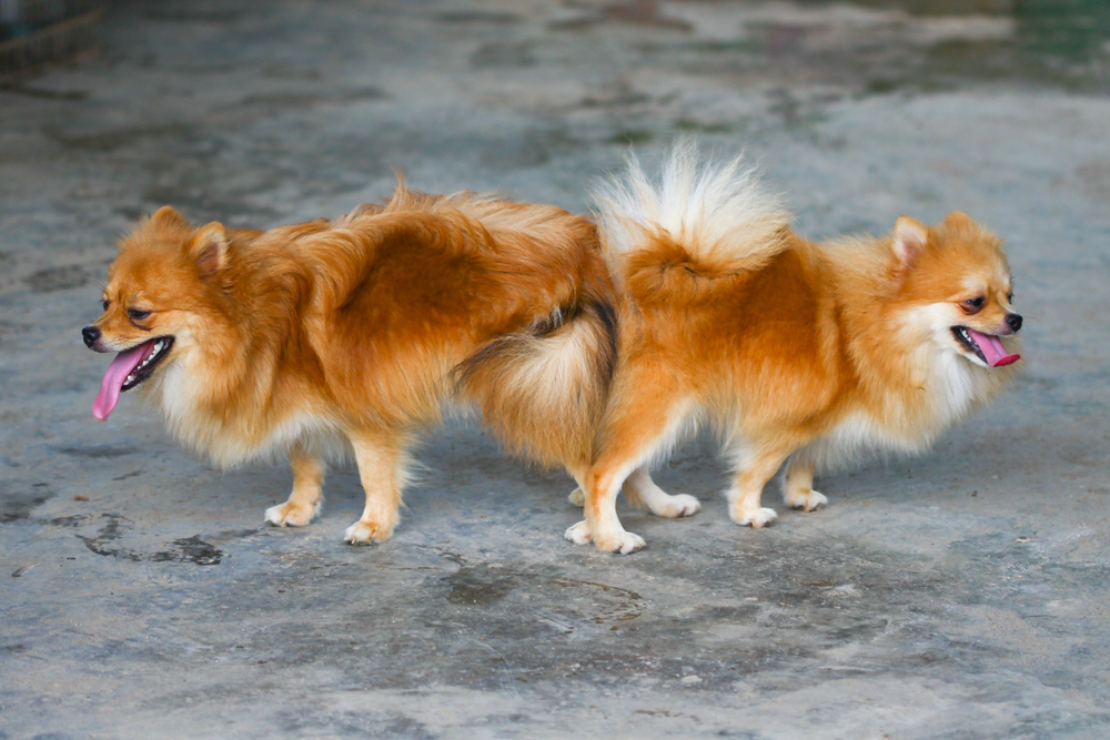Pomeranian mating
