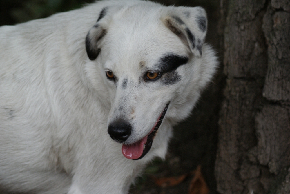 Why Is My Dog Panting at Night? 9 Vet-Explained Reasons