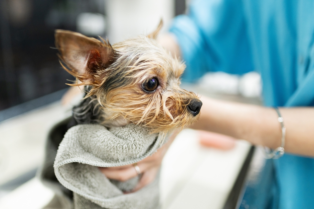 Yorkshire Terrier being wiped down after a bath