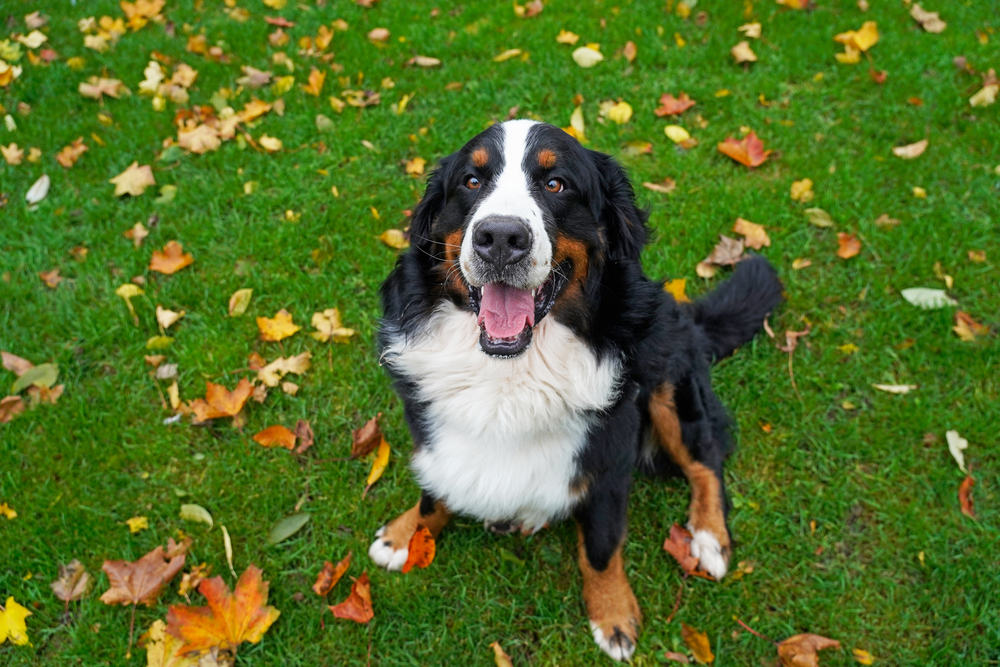 How Much Does It Cost to Own a Bernese Mountain Dog? 2026 Price Guide