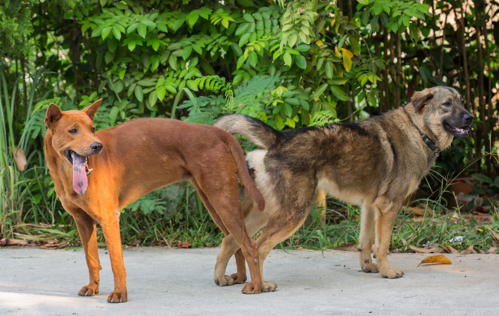 dog mating