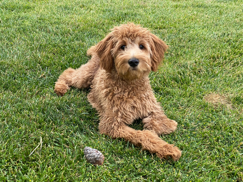 female goldendoodle puppy