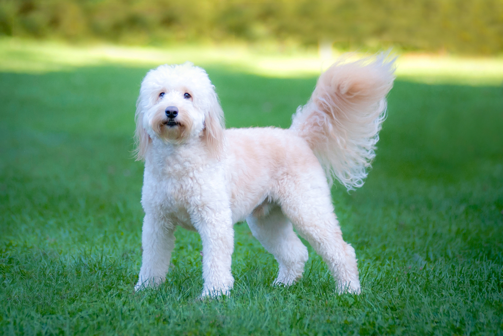 What Were Goldendoodles Bred For? Origins & History