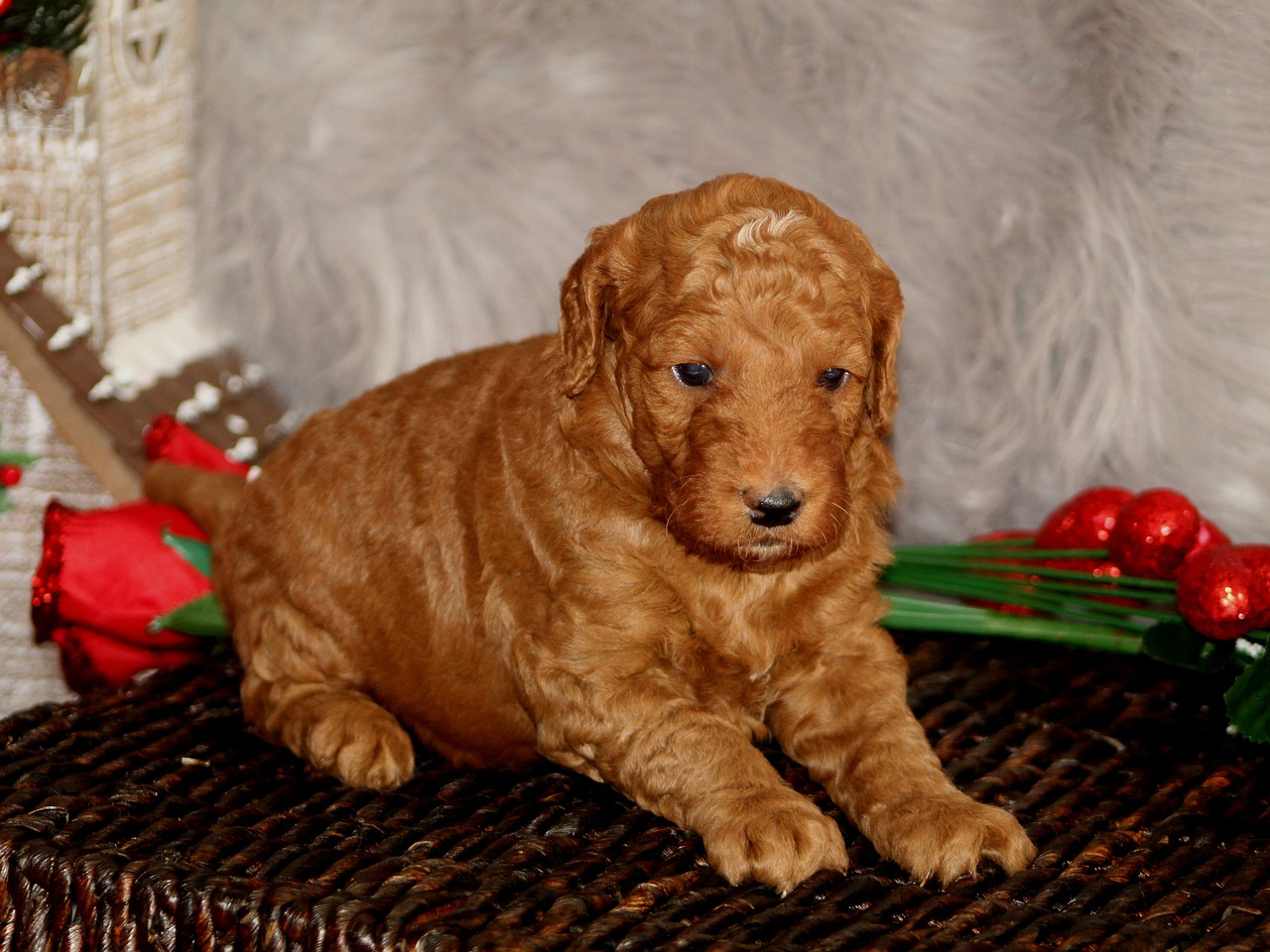 goldendoodle puppy
