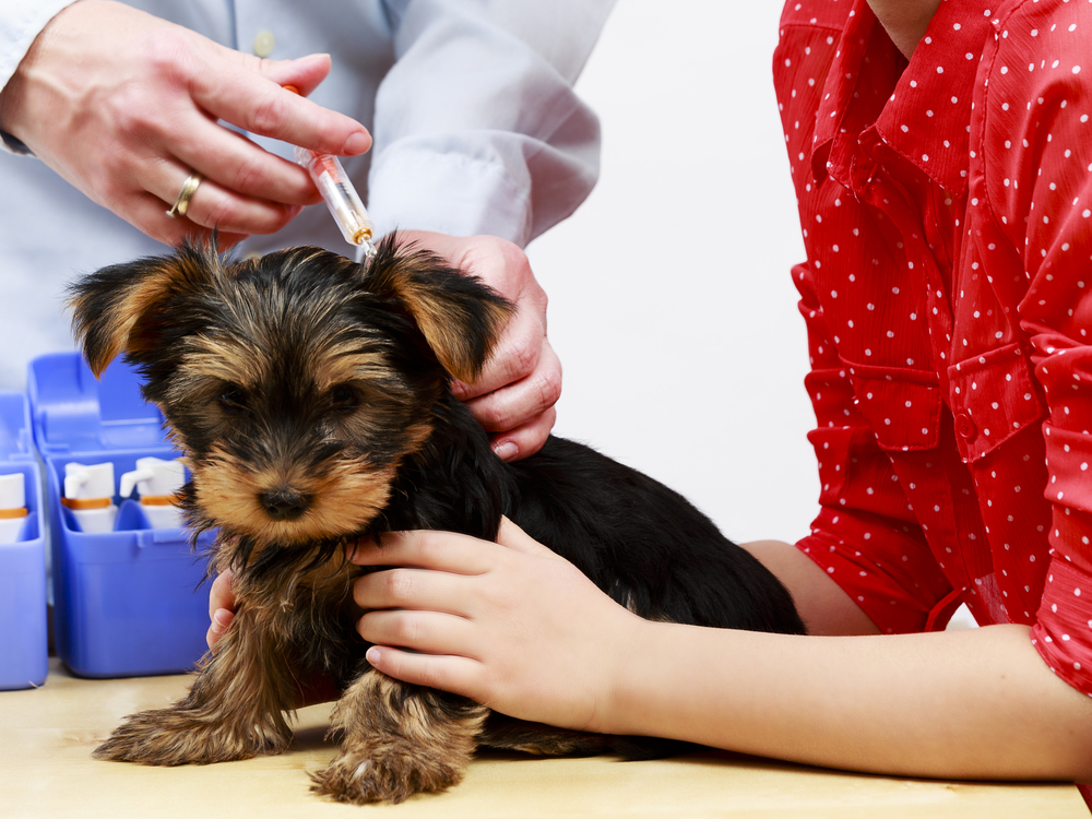 Puppy Vaccination Schedule: What They Need & When (Vet-Approved)