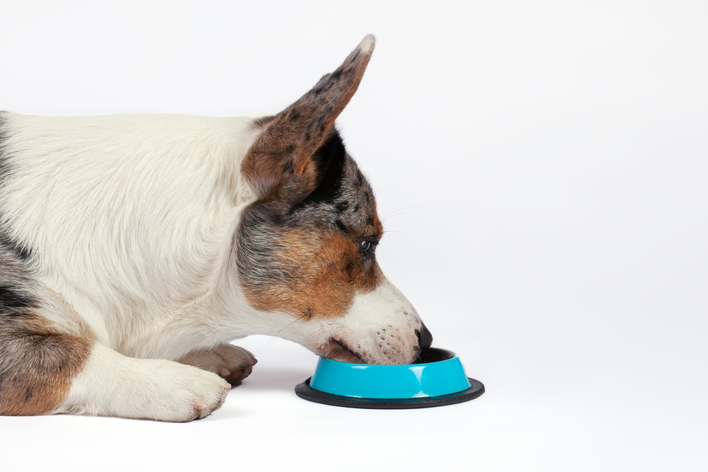 Cute Cardigan Welsh Corgi eating from a bowl