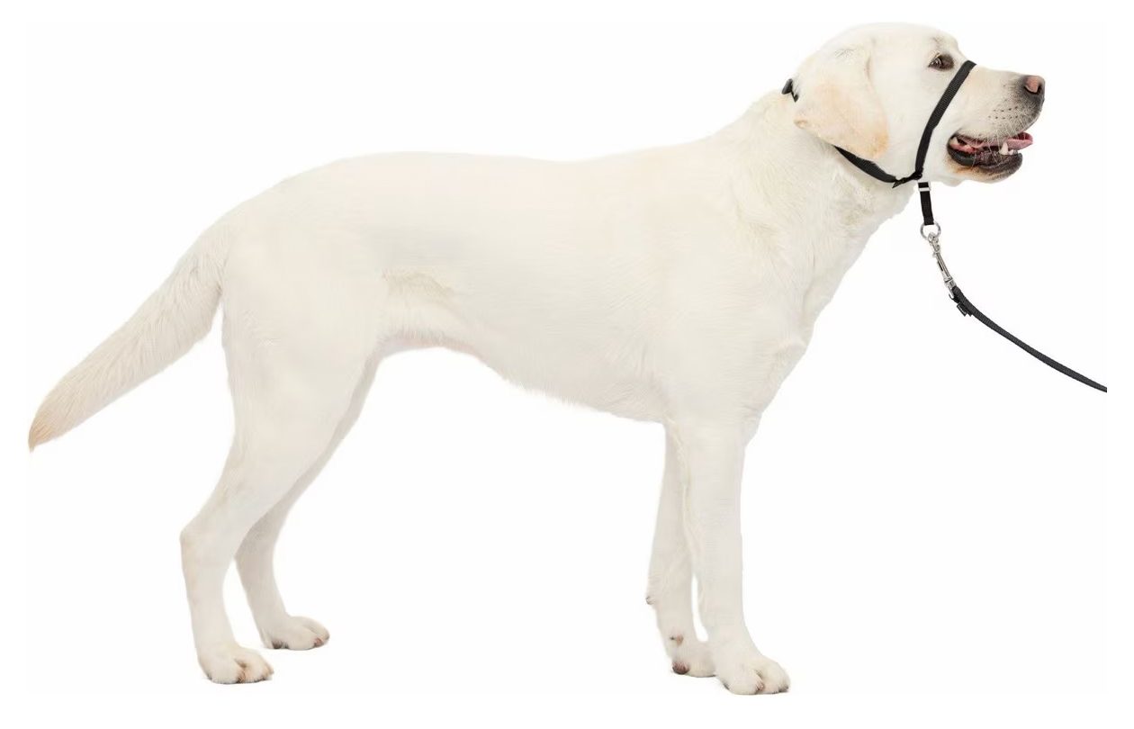PetSafe Gentle Leader Headcollar