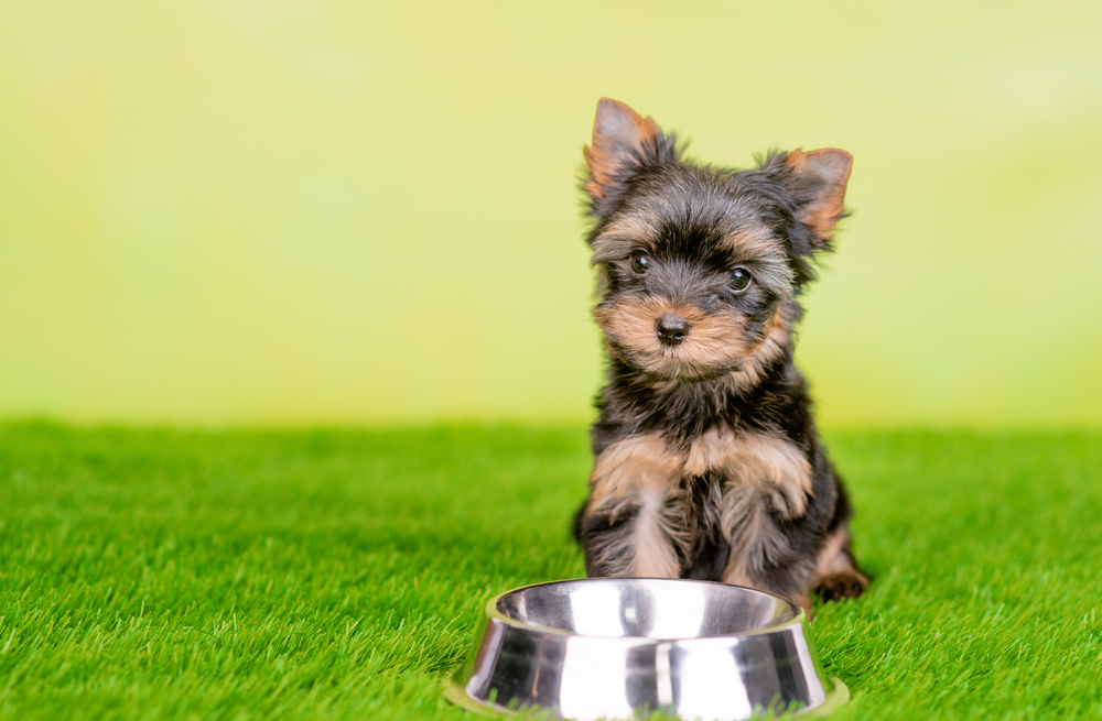 8 Best Foods for Yorkie Puppies In 2026 - Reviews & Top Picks