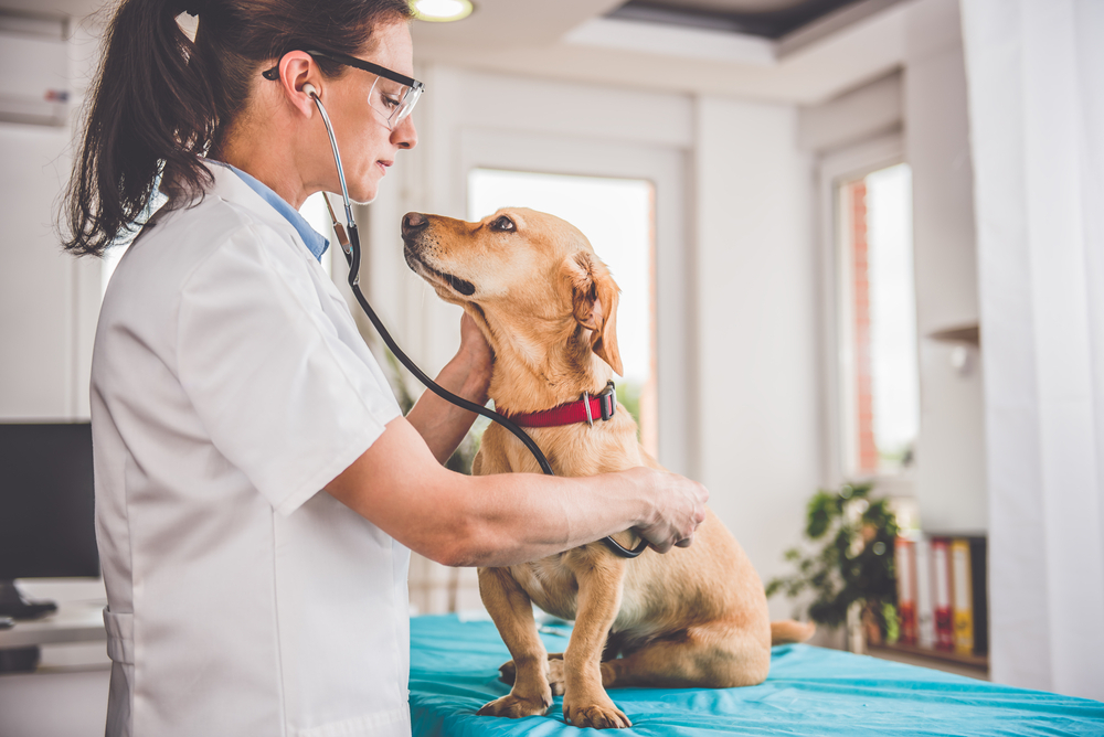 How Can I Talk With a Vet if I Am on a Trip With My Pet? Vet Approved Advice