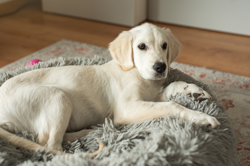 10 Best Dog Beds for Golden Retrievers in 2026 - Reviews & Top Picks
