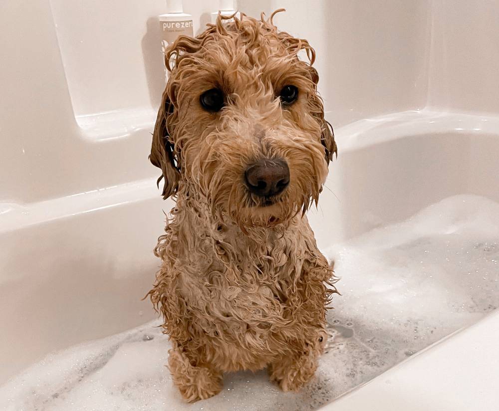 9 Best Dog Shampoos for Goldendoodles in 2026: Reviews & Top Picks