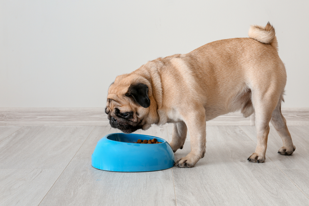pug dog eating food from bowl at home