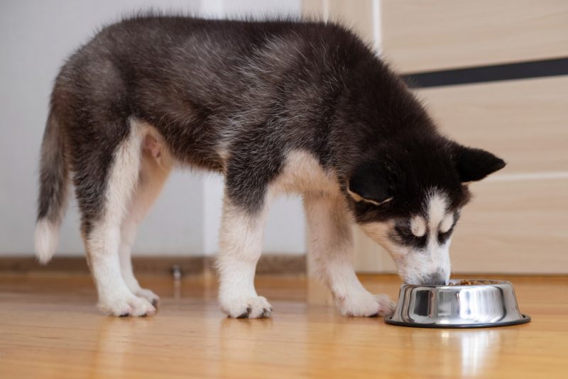 siberian husky puppy eating dog food