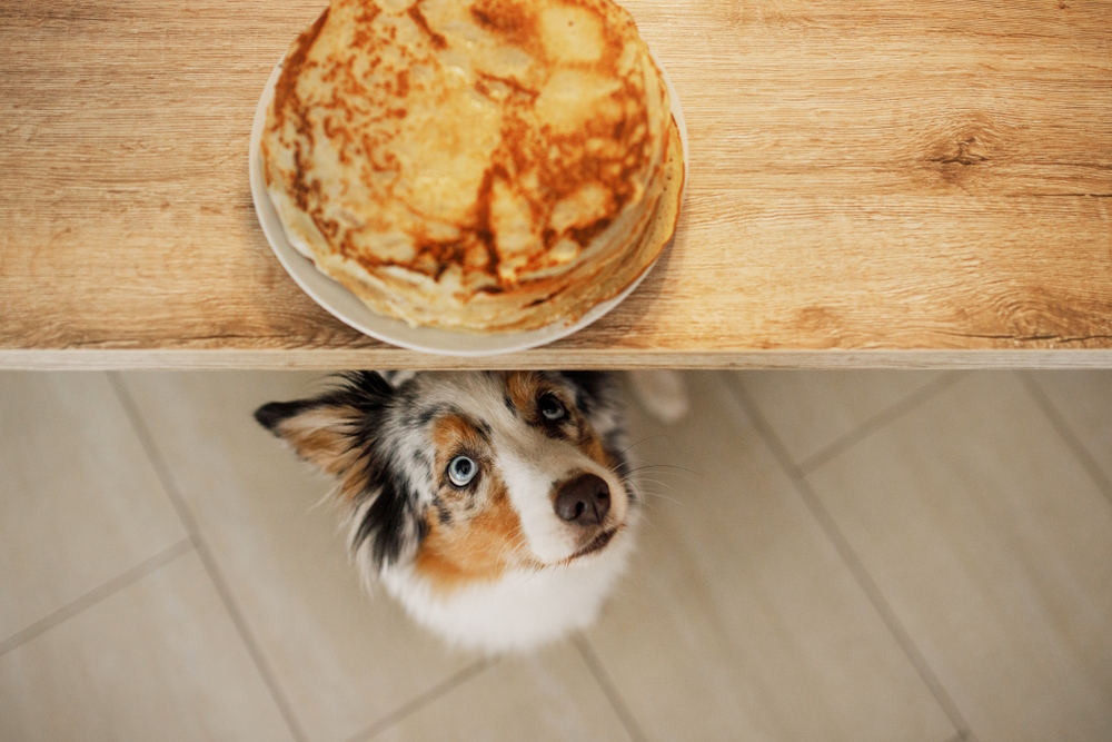 Australian-shepherd-is-waiting-for-pancakes