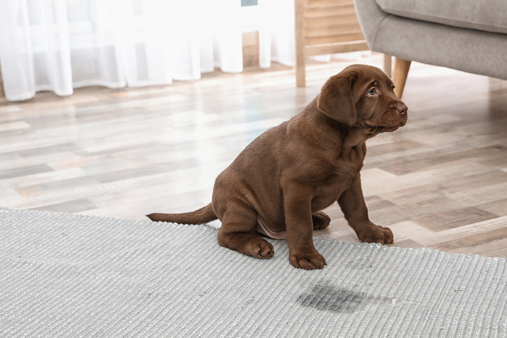 Chocolate Labrador Retriever puppy pees on carpet