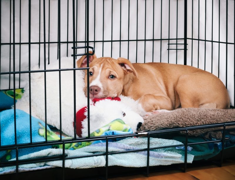 Puppy dog inside crate with open door