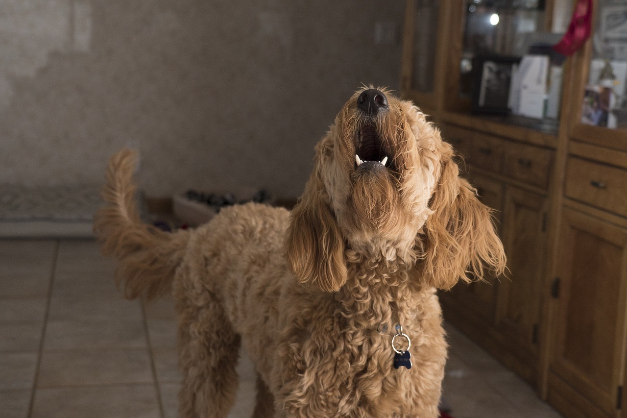 8 Best Anti Dog Barking Devices in 2026: Vet-Approved Reviews & Top Picks