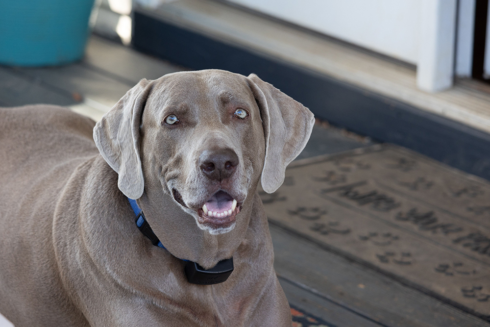 silver labrador dog wearing bark collar