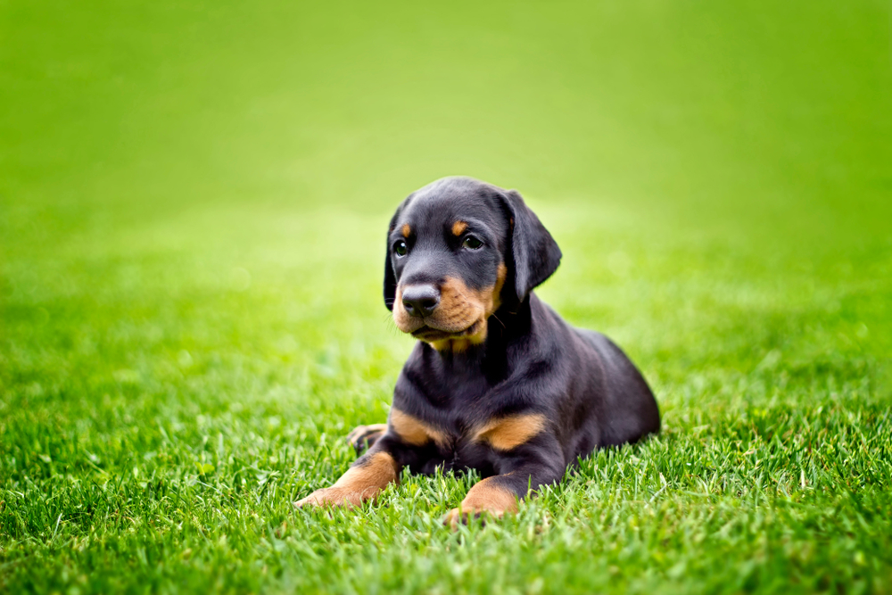 Doberman puppy in grass