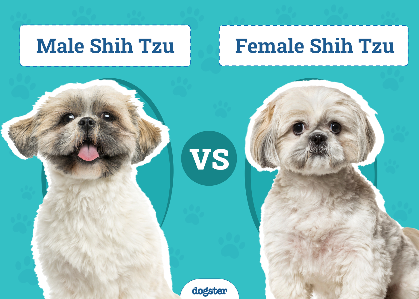 Male vs Female Shih Tzus: What’s the Difference (With Pictures)