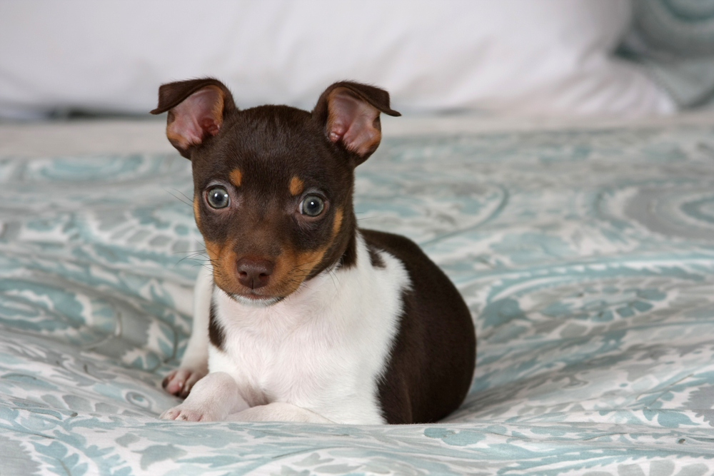 Rat Terrier puppy laying on bed