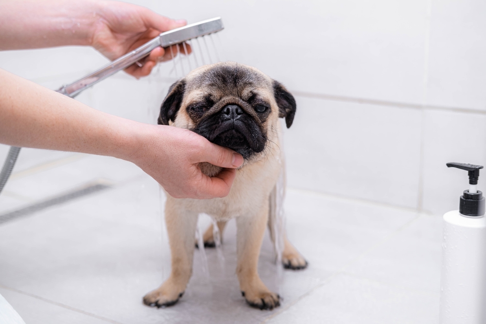 11 Best Pug Shampoos in 2026 - Reviews & Top Picks