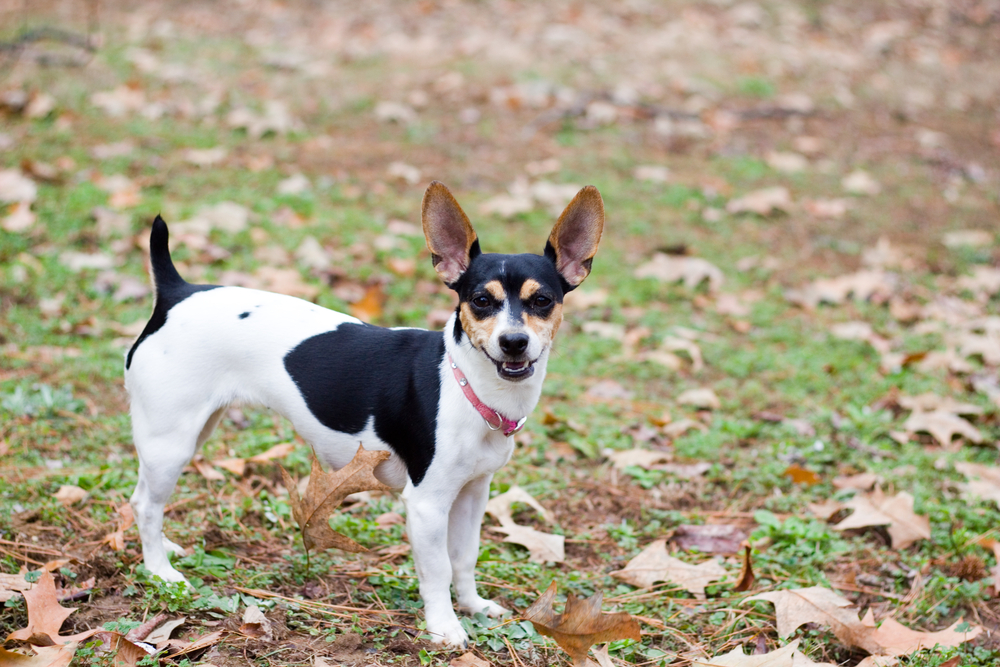 Do Dogs Need to Go Outside? 7 Vet-Verified Reasons to Get Them Outdoors